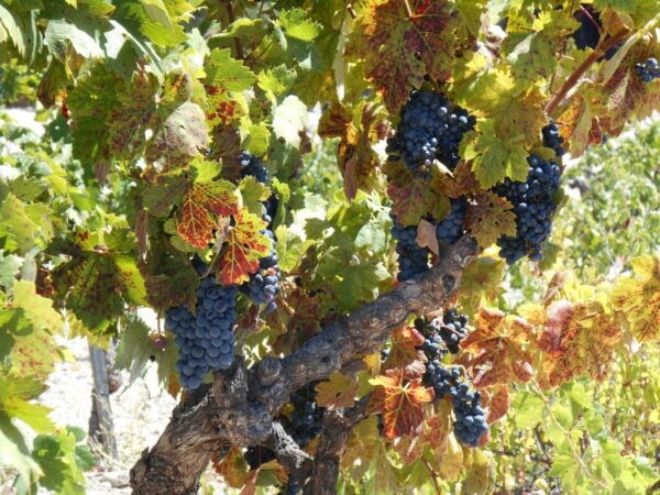 Carmel Valley Wine Tasting Tour - The Sum Up