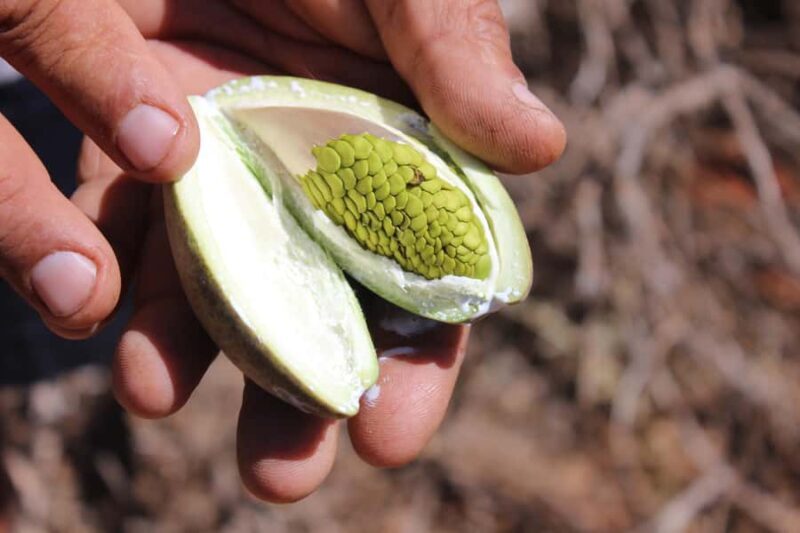 Carnarvon: Indigenous Guided Sunset Walk - What to Expect from the Guided Sunset Walk in Carnarvon