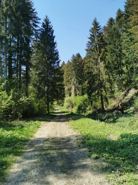 Carnia, Udine: Ebike Tour of Roman Roads, Mountains & Rivers - Itinerary and Highlights