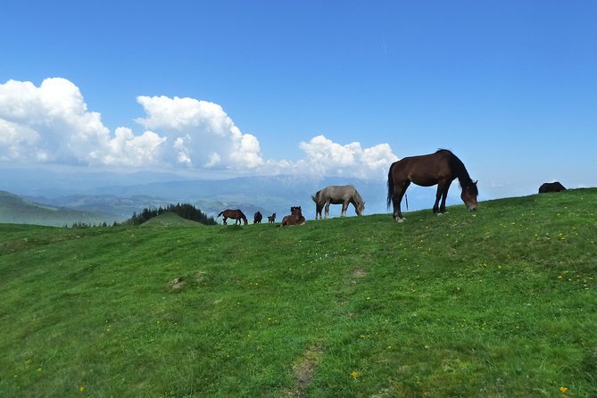 Carpathians in Romania: Bucegi Natural Park With Native Spanish Guide. - Native Spanish Guide Experience