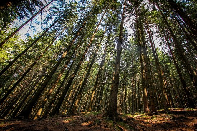 Carpathians in Romania: Piatra Craiului National Park With Native Spanish Guide. - Tour Location and Guide Details