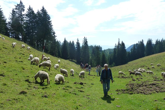 Carpathians in Romania: Piatra Craiului National Park With Native Spanish Guide. - Additional Information and Confirmation