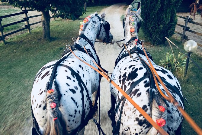 Carriage Ride and Lunch in a Typical Restaurant in the Heart of Chianti - Cancellation Policy