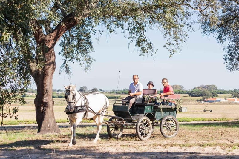 CARRIAGE Ride On The Beach (Rosário Beach) - An In-Depth Look at the Carriage Ride Experience
