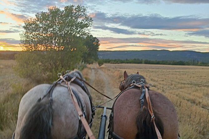 Carriage Rides in the Heart of the Luberon - Cancellation Policy Details