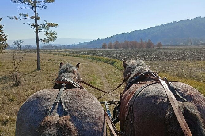 Carriage Rides in the Heart of the Luberon - Background