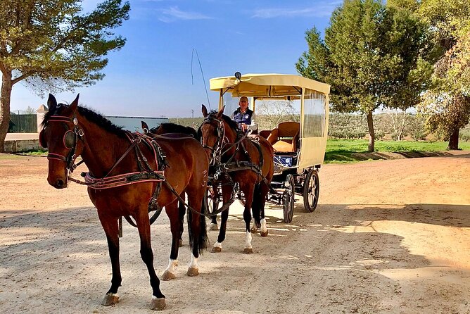 Carriage Routes Through the Most Emblematic Estates of Aljarafe. - Private Transportation and Brunch