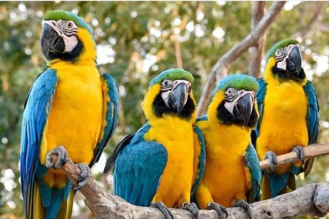 Cartagena: Barú Beach Tour With Optional Bird Aviary - Location Details