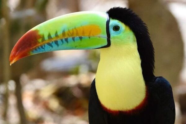 Cartagena: Barú Beach Tour With Optional Bird Aviary - The Sum Up