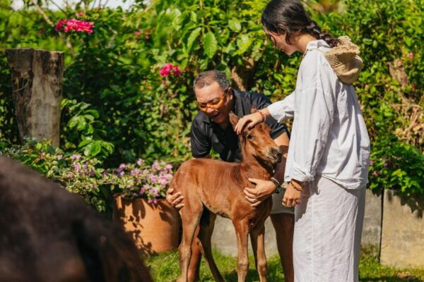 Cartagena: Beach Horse Ride and Colombian Horse Culture - The Sum Up