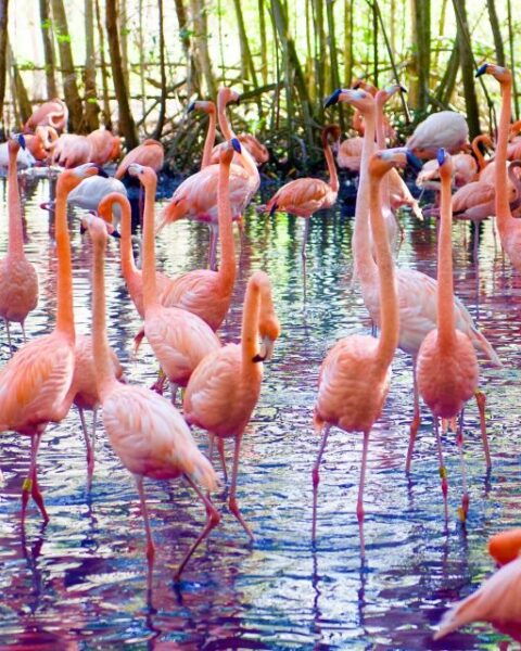 Cartagena: Daytour Aviary and Playa Blanca by Bus! - The Sum Up