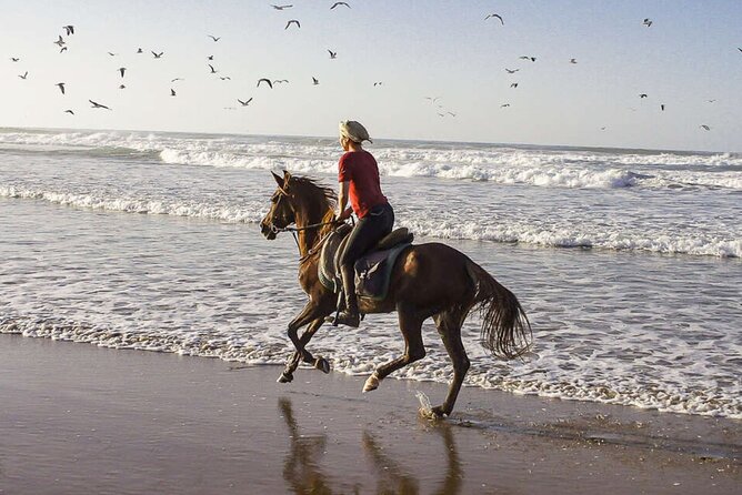 Cartagena: Horseback Riding Along The Beach (Dont Overpay) - The Sum Up