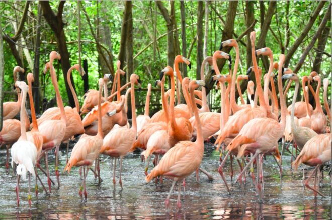 Cartagena: National Aviary of Colombia Entrance Tickets - Additional Information