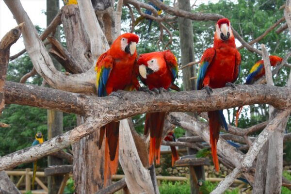 Cartagena: National Aviary of Colombia Entrance Tickets - Frequently Asked Questions
