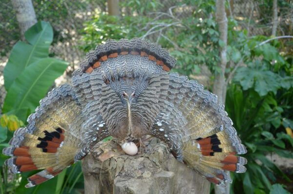 Cartagena: National Aviary of Colombia Entrance Tickets - The Sum Up
