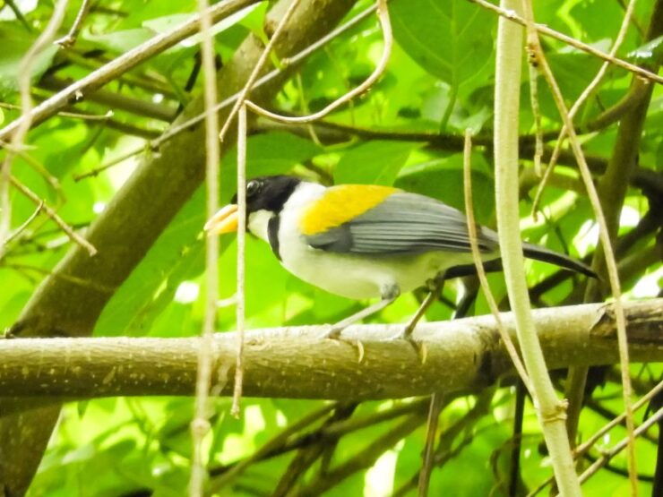 Cartagena: Private Bird-Watching Tour With Breakfast - Good To Know