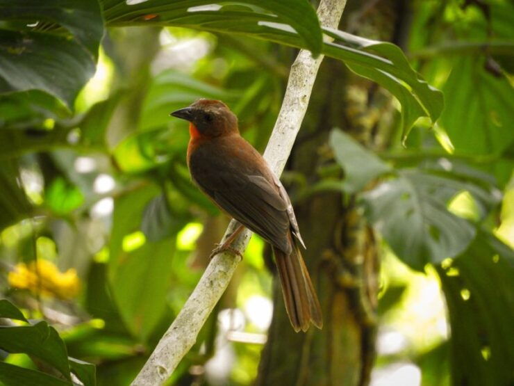 Cartagena: Private Bird-Watching Tour With Breakfast - Tour Overview