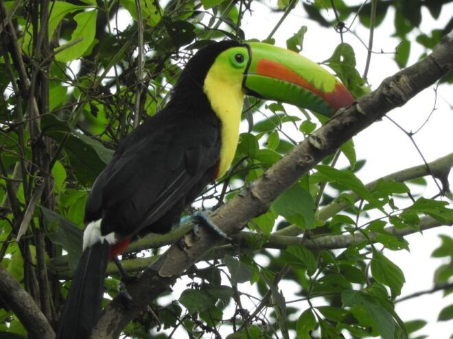 Cartagena: Private Bird-Watching Tour With Breakfast - Recommendations and Benefits