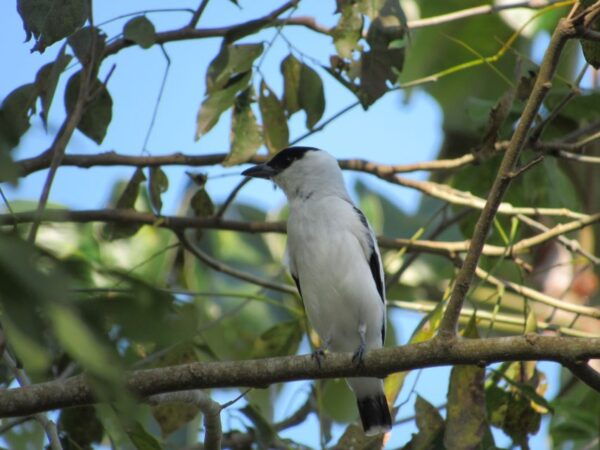 Cartagena: Private Bird-Watching Tour With Breakfast - Frequently Asked Questions