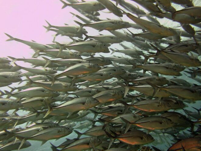 Cartagena: Scuba Diving Day Trip at Playa Blanca With Lunch - Traveler Feedback