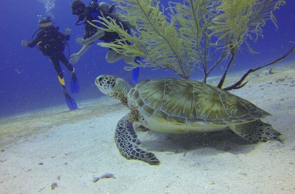 Cartagena: Scuba Diving Day Trip at Playa Blanca With Lunch - Frequently Asked Questions