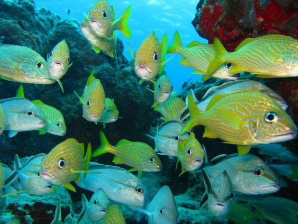 Cartagena: Scuba Diving Day Trip at Playa Blanca With Lunch - The Sum Up