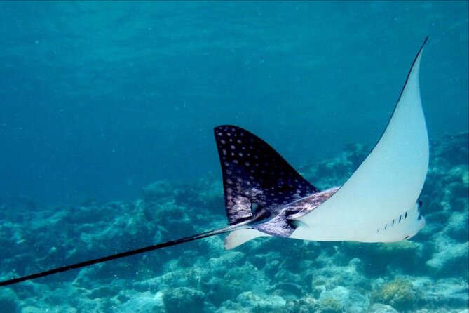 Cas Cay - Kayak Hike and Snorkel Adventure - Safety Briefing and Instruction Provided