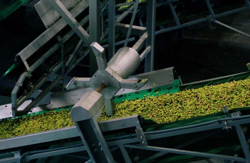 Casa Relvas, Vidigueira: Olive Harvest Campaign Program - Good To Know