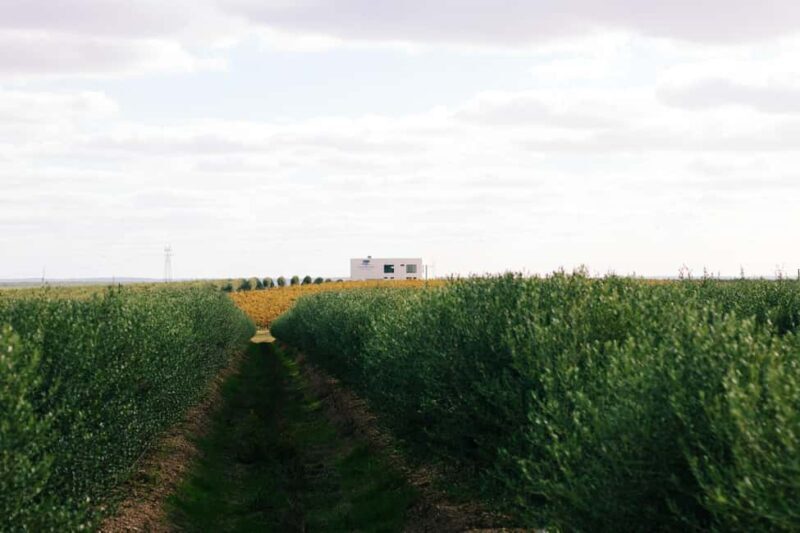 Casa Relvas, Vidigueira: Visit to the Oil Mill and Olive Oil and Wine Pairing - An In-Depth Look at the Casa Relvas Tour