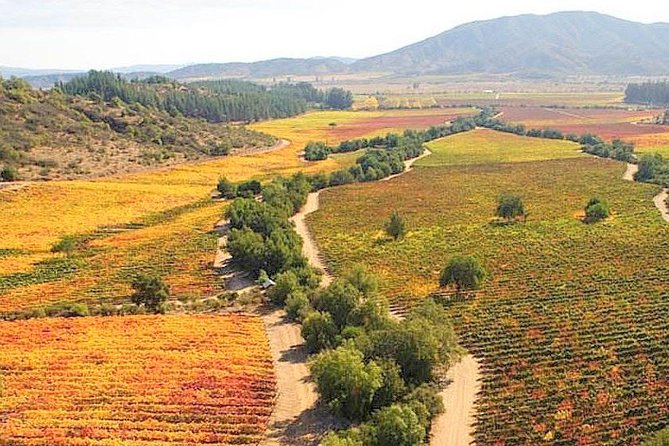 Casablanca Wine Tour With Valparaiso and Viña Del Mar - Tour Highlights