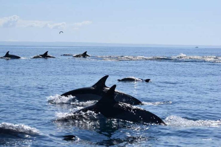 Cascais: Dolphin Watching Speedboat Tour - Good To Know