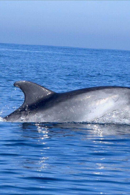 Cascais: Dolphin Watching Speedboat Tour - Pricing and Booking