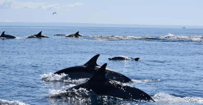 Cascais: Dolphin Watching Speedboat Tour - Itinerary and Highlights