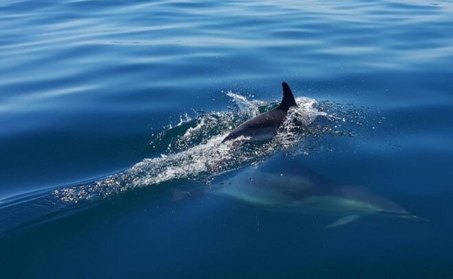 Cascais: Dolphin Watching Speedboat Tour - Safety and Restrictions