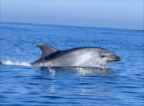 Cascais: Dolphin Watching Speedboat Tour - Departure Location and Time