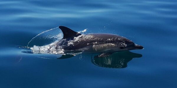 Cascais: Dolphin Watching Speedboat Tour - Language Options