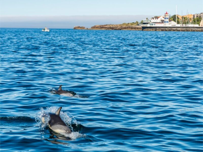 Cascais: Dolphin Watching Tour - Who Should Consider This Tour?