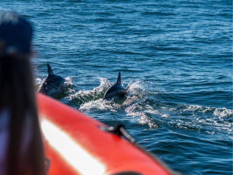 Cascais: Dolphin Watching Tour - What to Expect on This Dolphin Watching Experience