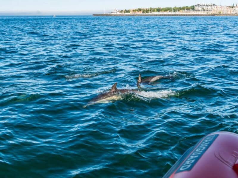 Cascais: Dolphin Watching Tour - Why Is This Tour Worth the Price?