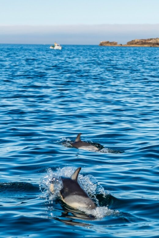 Cascais: Dolphin Watching Tour - Who Would Love This Experience?