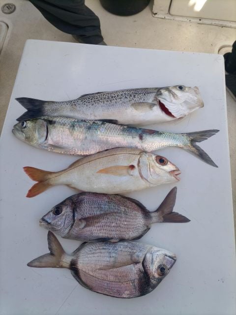 Cascais: Half-day Fishing Tour - Experience Details
