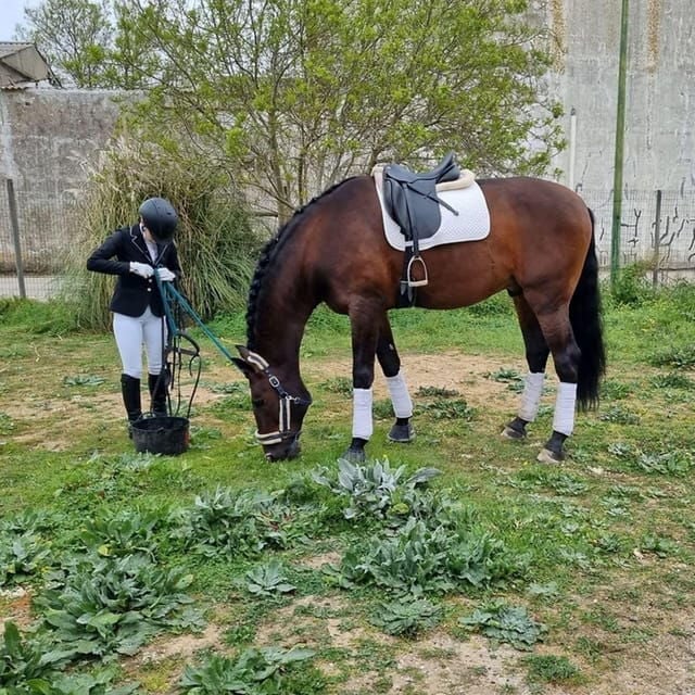 Cascais: Pony Club at Riding Club - Experience Highlights