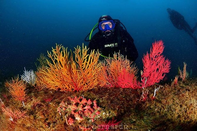 Cascais Scuba Diving Excursion - Inclusions and Equipment