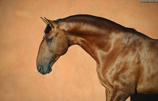 Cascais: Short Horse Ride at Riding Club - Suitable Age Groups