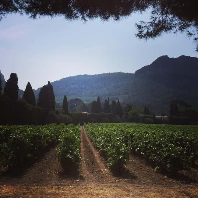 Cassis, Bandol, Le Castellet wine tour: Cliffs and Vineyards - The Sum Up