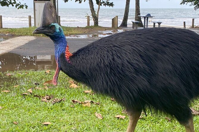 Cassowary Coast Goondoi Culture Tour - Detailed Review of the Cassowary Coast Goondoi Culture Tour