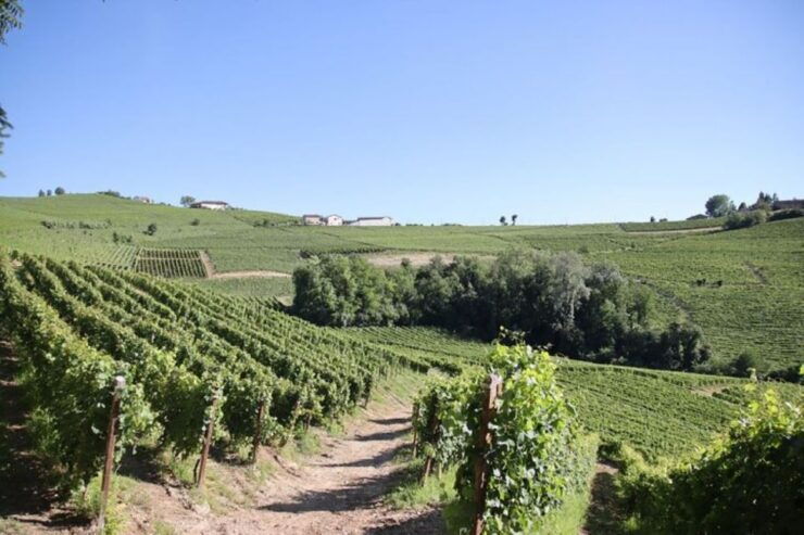 Castagnole Delle Lanze: Saffron Walking Tour W/ Wine & Food - Activity Details