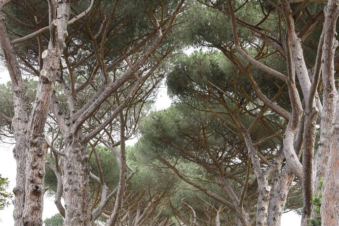 Castel Gandolfo - Transfers From Rome Included - Pricing and Terms for the Castel Gandolfo Tour