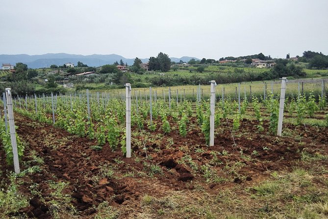 Castelli Romani, Frascati, Castel Gandolfo, Albano Lake + Wine Tasting - 8 Pax - Transportation and Logistics