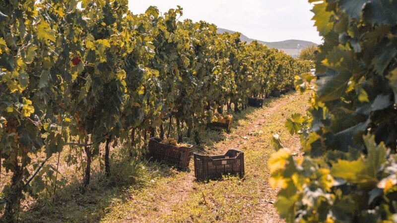 Castelsardo: visit a vineyard with wine tasting at sunset - A Deeper Look into the Experience